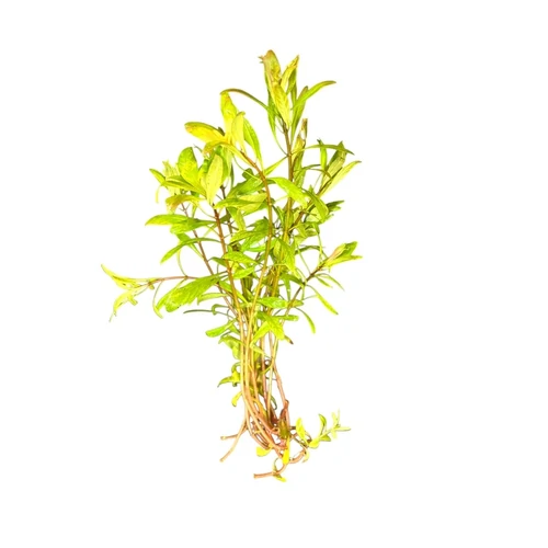 Ludwigia inclinata 'Cuba' Live Aquarium Plant