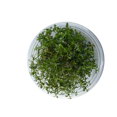 Ludwigia arcuata Tissue Culture – Live Aquarium Plant