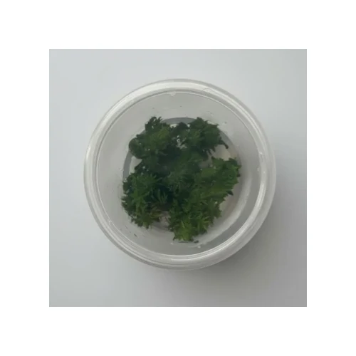 Limnophila aromatica ‘Kalimantan Mini’ Tissue Culture – Live Aquarium Plant