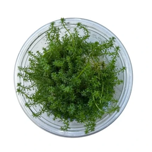 Myriophyllum sp. Guyana Tissue Culture – Live Aquarium Plant