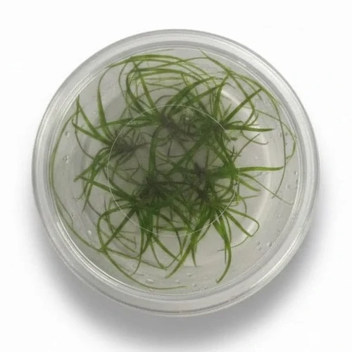 Juncus repens Tissue Culture – Live Aquarium Plant