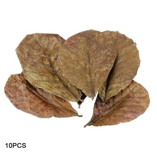 Almond Leaves Catappa Leaves 10 pieces