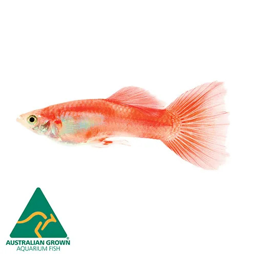 Red Blonde Male Guppy 3.0cm