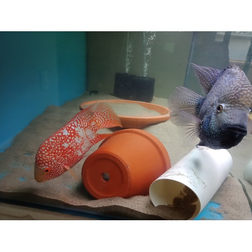 Red Texas x Green Texas Cichlids " 4-5cms " (RARE )