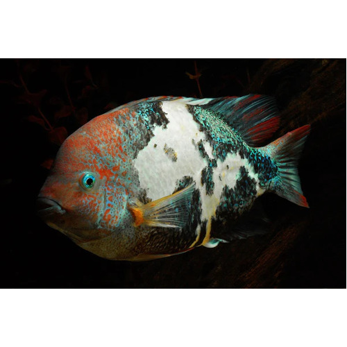 Marbled Fenestratus 10-14cms
