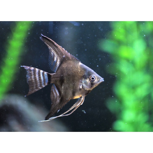 Angelfish Black 4-5cm