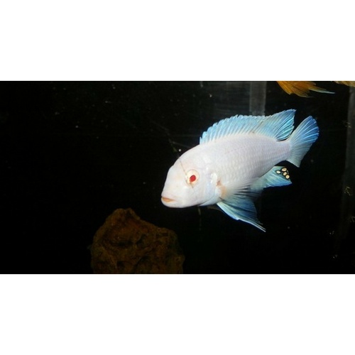 Snow White Cichlid - Albino Labidochromis 4cm