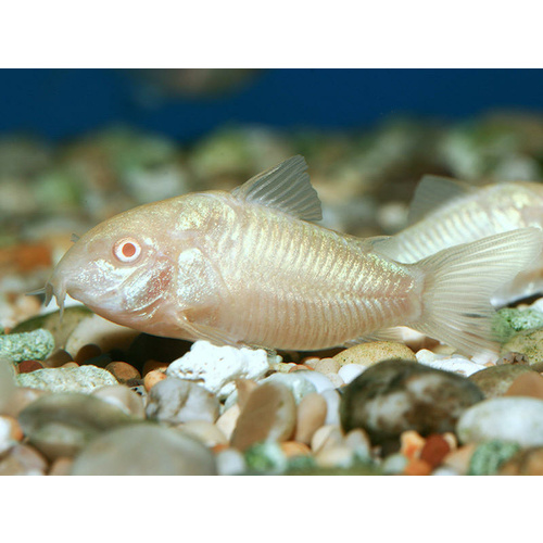 Albino Corydoras Brood Stock 6cm