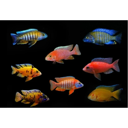 Assorted Peacock Cichlid 5cm – Aulonocara African Cichlid
