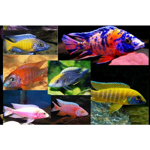 Assorted Small African Cichlids 5-7cm