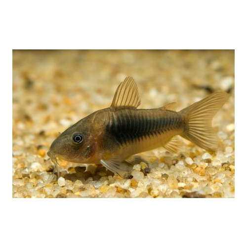 Assorted Corydora 3CM