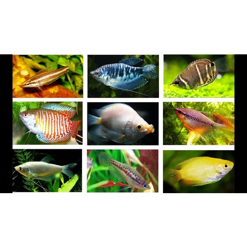 Assorted Gouramies 7cm