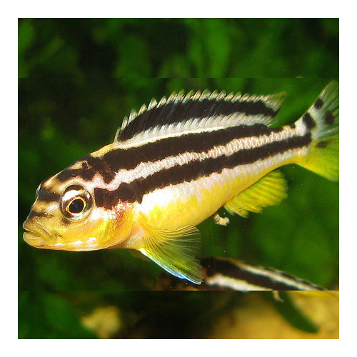 Auratus Cichlid - Melanochromis Auratus 3.5cm
