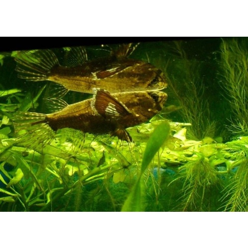 African Butterfly Fish (Pantodon buchholzi) 8cm