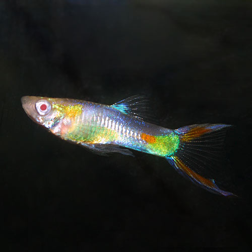 Albino Endler Guppy Pair