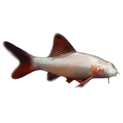 Albino Rainbow Shark -Epalzeorhynchos frenatus 5cm