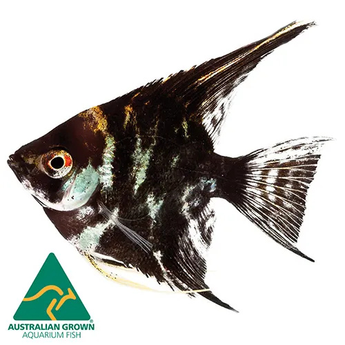 Marbled Angelfish  4.5cm