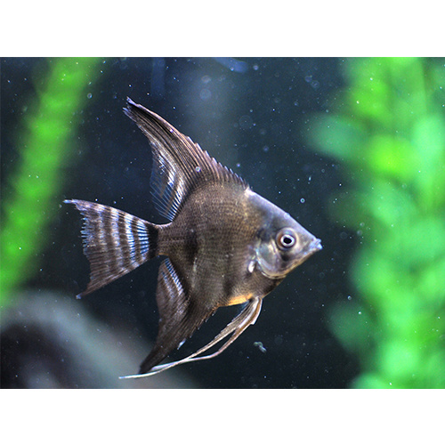 Angelfish  8-10cm Various