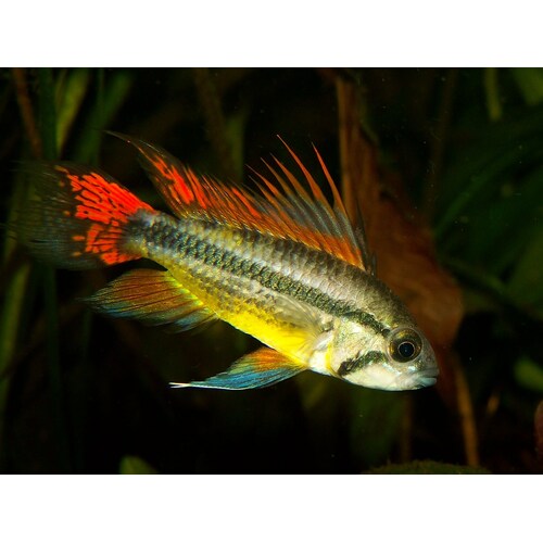 Apisto Cacatuoides 3-4cm