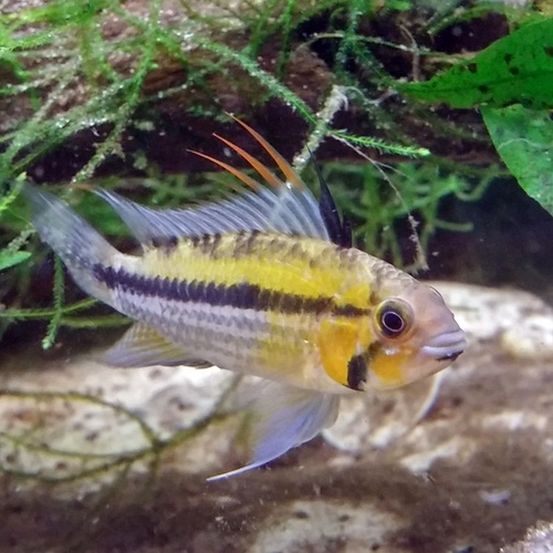 Apistogramma Borelli Opal 3cm