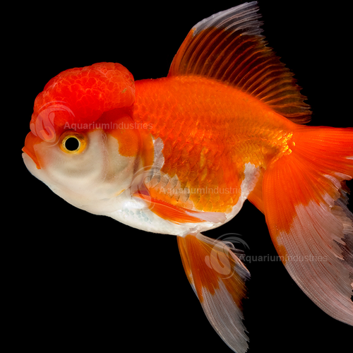 Oranda Red Goldfish 7cm 
