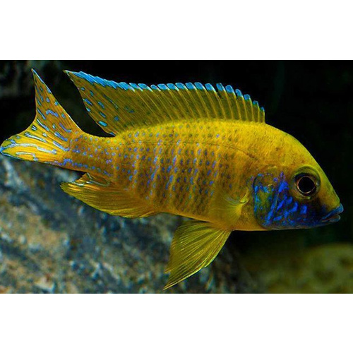 Beanga Peacock Cichlid - Aulonocara Sp Benga Benschi 5cm