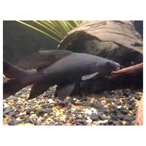Black Shark -Epalzeorhynchos 5cm