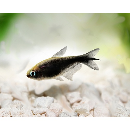 Black Emperor Tetra 3cm