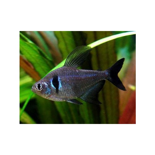 Black Phantom Tetra 4cm