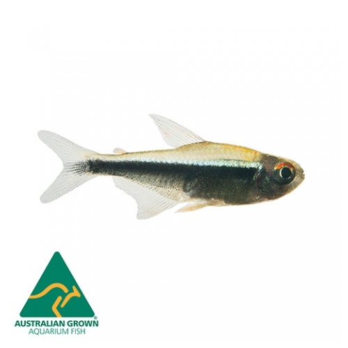 Black Neon Tetra 3cm