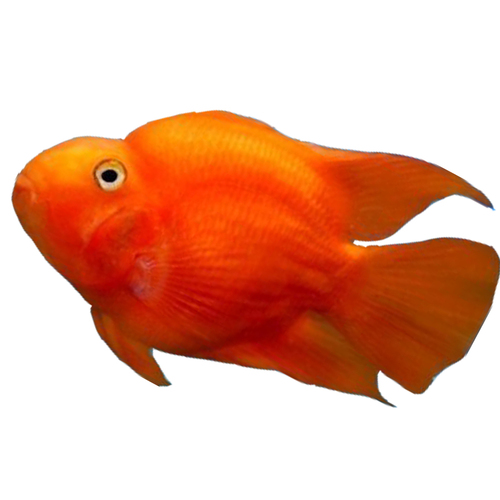 Red Blood Parrot Cichlid 8-10cm