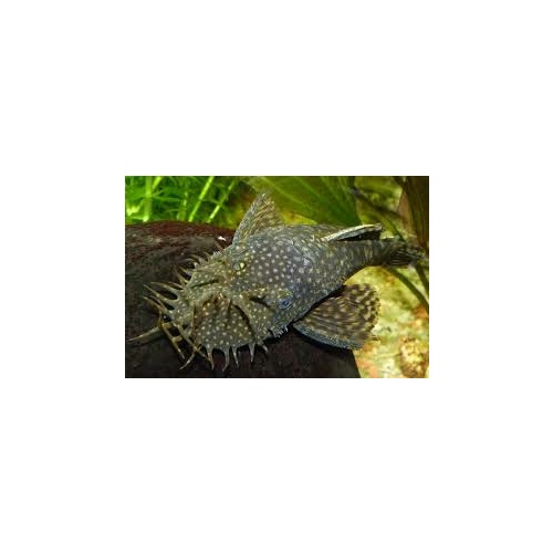 Bristlenose Catfish MALE - Ancistrus Common Large 8-13cms 