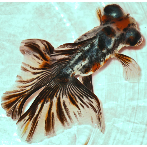 Butterfly Tail Gold Fish 5cm Assorted Colours