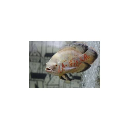 Balloon Albino Red Tiger Oscar Cichlid - Astronotus Ocellatus 5cm