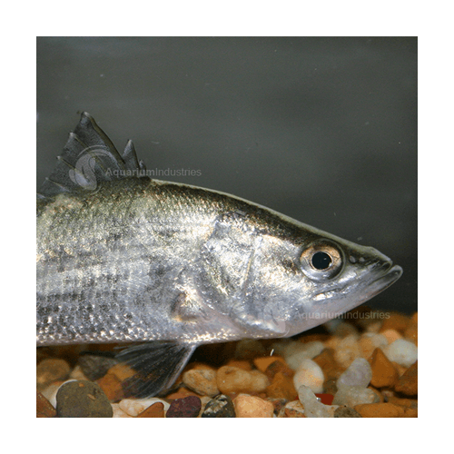 Barramundi 4cm