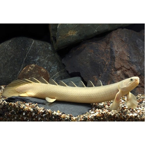 Senegal Bichir (Polypterus Senegalus) 12cm (Preorder Available)