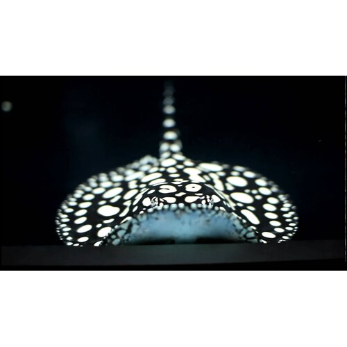 Black Diamond Stingray Male 15-17cm