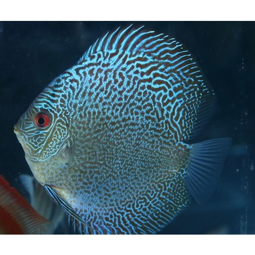 Discus Blue Snake Skin 12cm