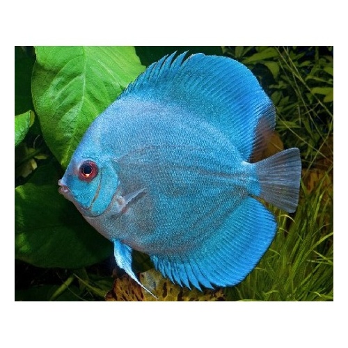 Discus Blue Diamond 5cm