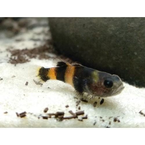 BumbleBee Goby 1.5cm
