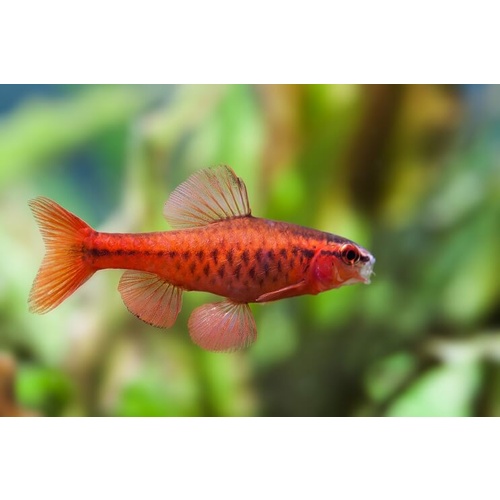Cherry Barb -Puntius titteya 3cm