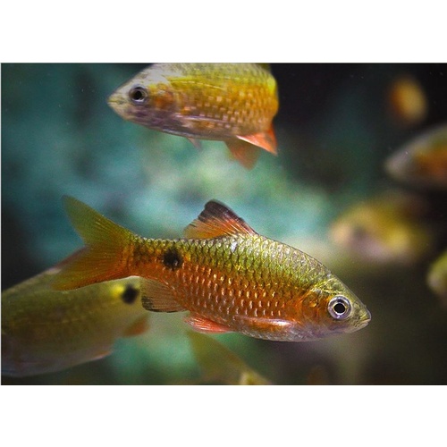 Chilli Red Rosy Barb