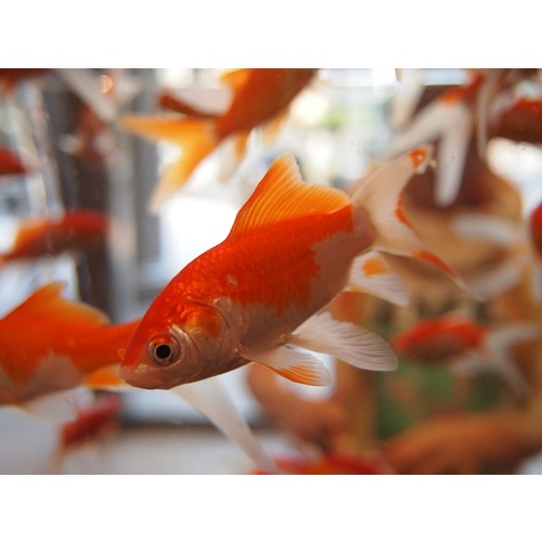 Comet Gold Fish Live extra Large 30cm