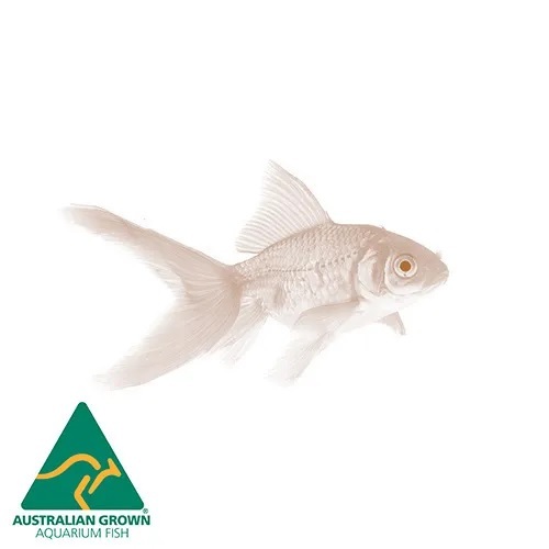 Comet Goldfish 7-9cm Colourless Feeder