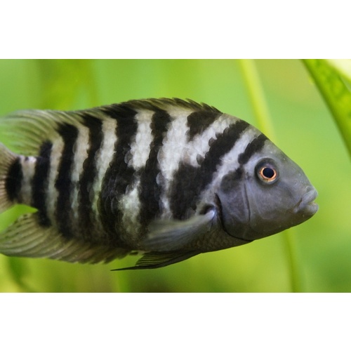Convict Cichlid - Amatitlania Nigrofaciata 9Cm