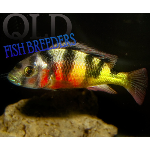 Crimson Tide Cichlid - Astatotilapia Latifasciata 5cm
