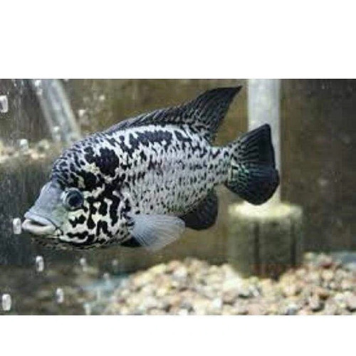 Cuban Cichlid 7cm Nandopsis tetracanthus