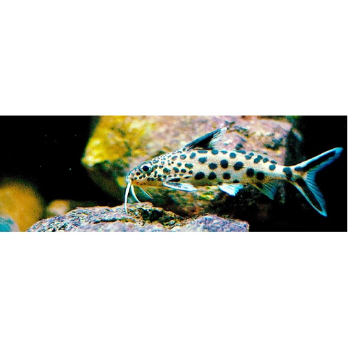Cuckoo Catfish - Synodontis Multipunctatus 4-5cm