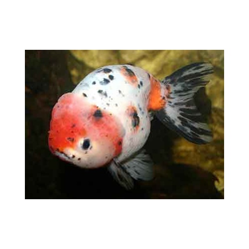 Calico Ranchu Goldfish 7cm Assorted Colors