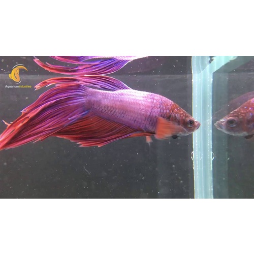 Siamese Male Cambodian Betta Fighter 6cm